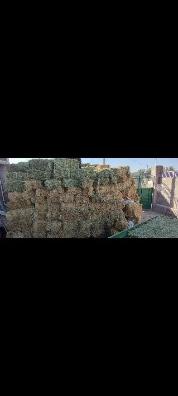 فروش یونجه خوراک دام|خدمات باغبانی و درختکاری|سراب, |دیوار