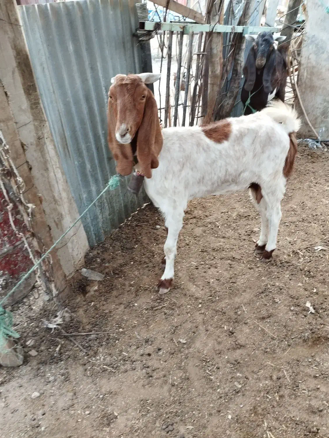 فروش بز افغانی با بز لری با میش عوض میشه|حیوانات مزرعه|ایذه, |دیوار