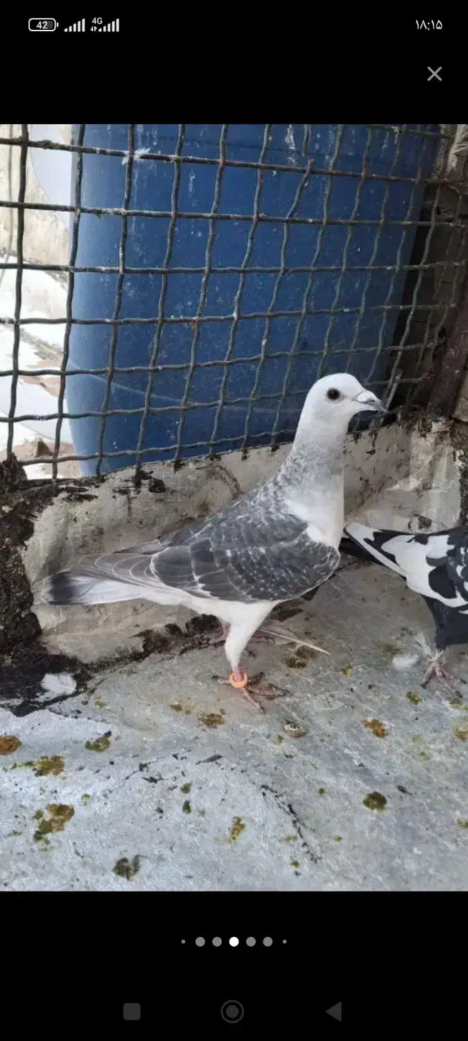 کبوتر شامی|حیوانات|خرمآباد, |دیوار