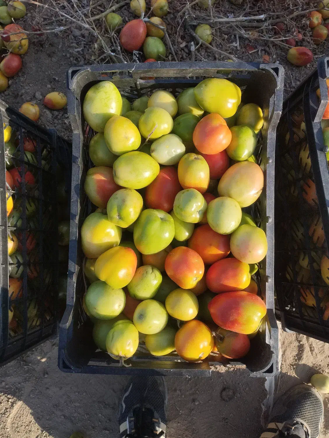 گوجهفرنگی|خوردنی و آشامیدنی|نوشین شهر, |دیوار