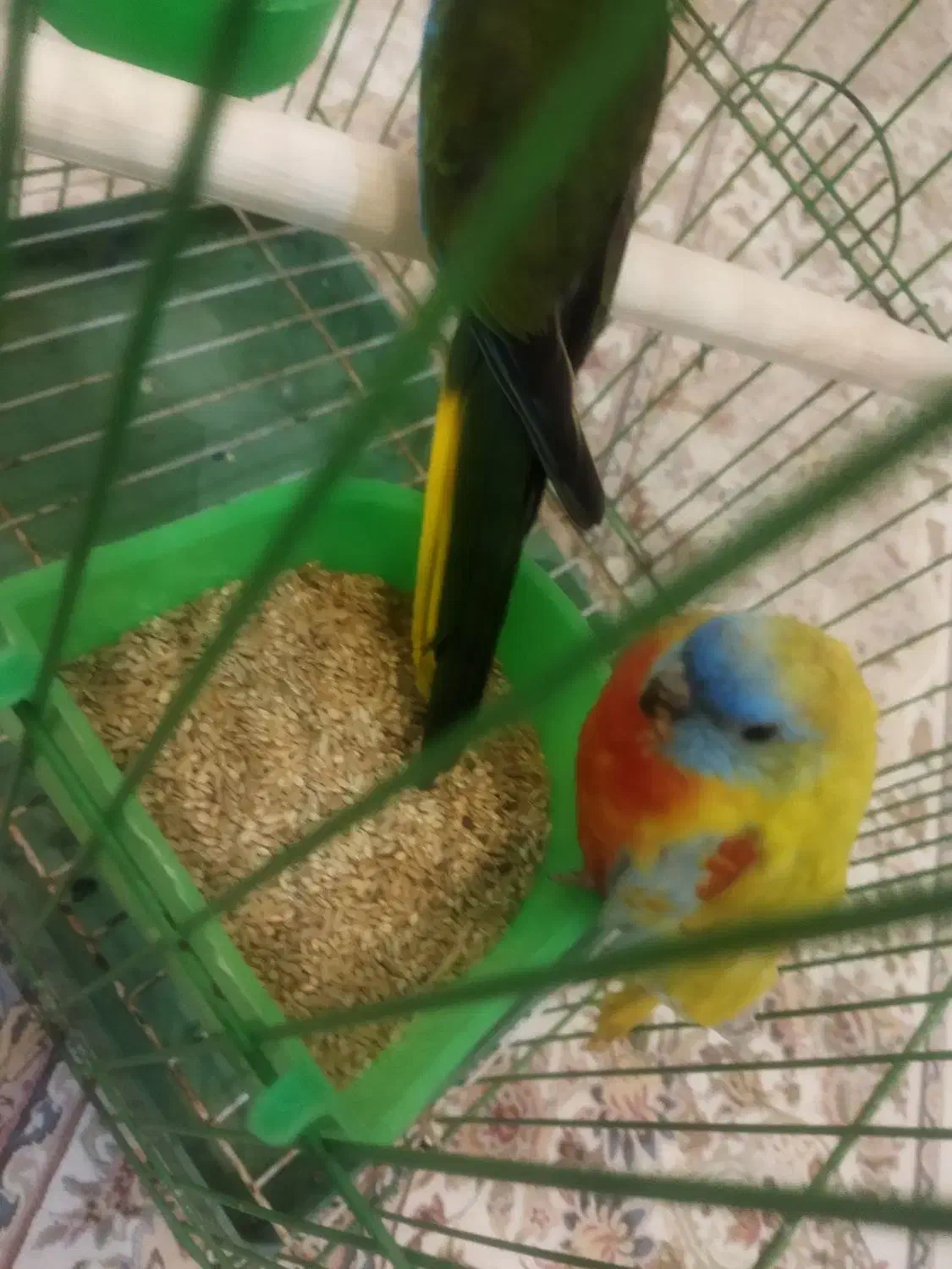 طوطی نئوفما شاهکار زیبایی|پرنده|تهران, شهرک هما|دیوار