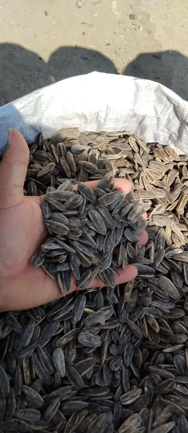 تخمه حراجی|خوردنی و آشامیدنی|شادگان, |دیوار