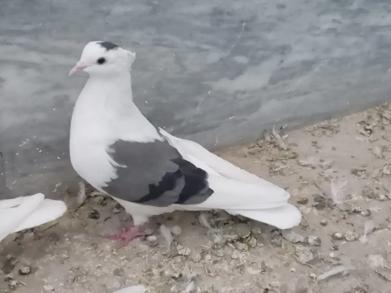 کبوتر|پرنده|سیلاخور, |دیوار