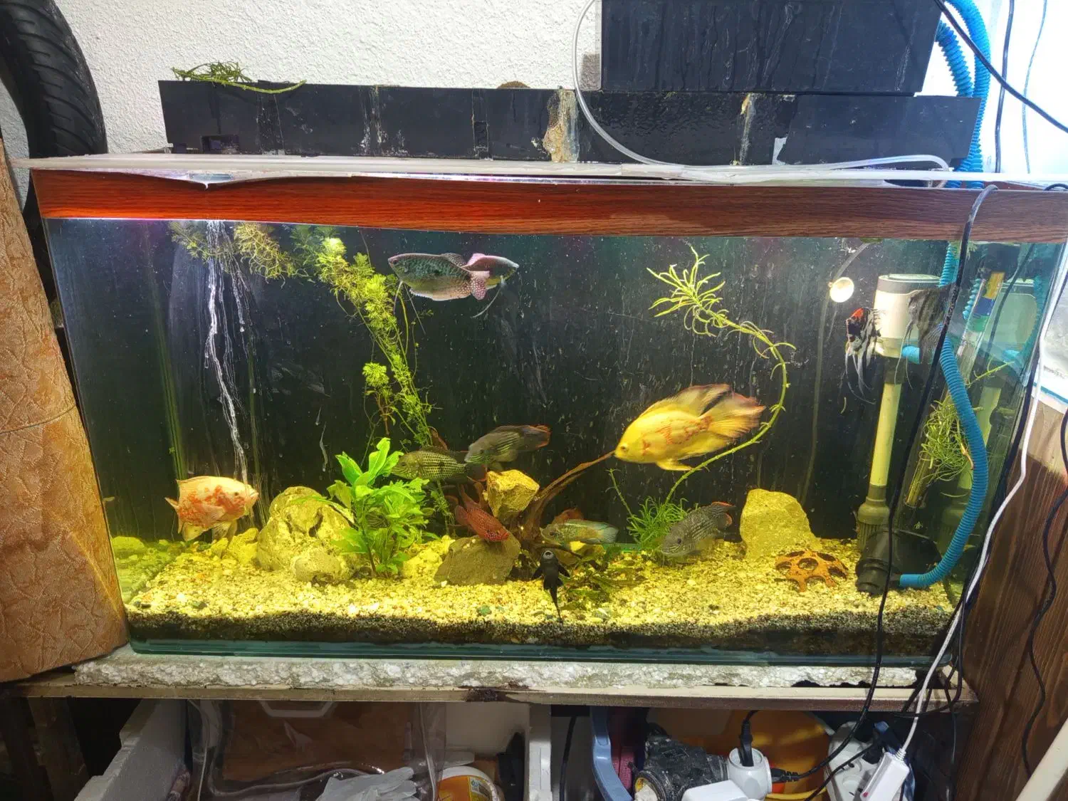 آکواریوم با تمام وسایل|ماهی|اصفهان, شفق|دیوار