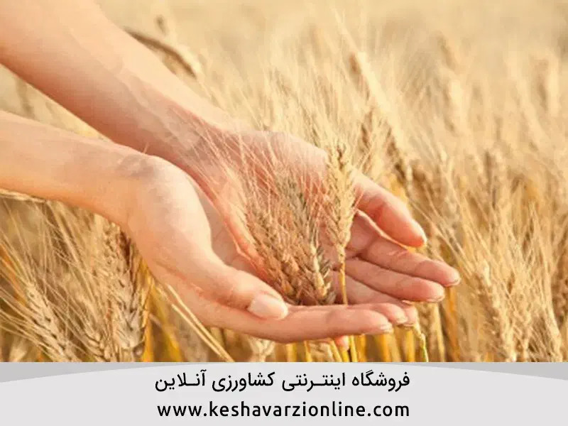 زمین کشاورزی|اجارهٔ دفتر صنعتی، کشاورزی، تجاری|شیرینسو, |دیوار