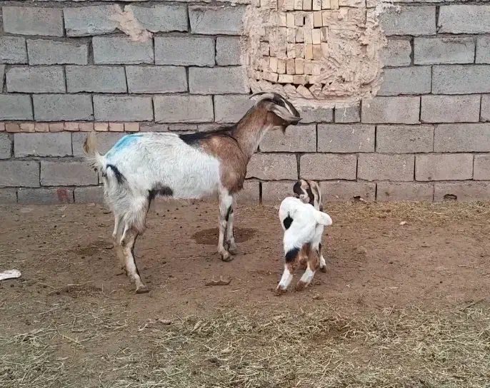 ۴ راس بز زایده|حیوانات مزرعه|سبزوار, فیاض|دیوار