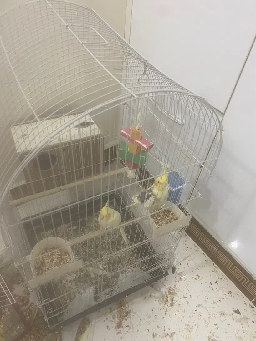 عروس مولد و جوان|پرنده|اهواز, شهرک برق|دیوار