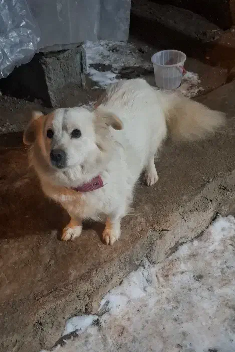 سگ پاکوتاه|سگ|تبریز, |دیوار