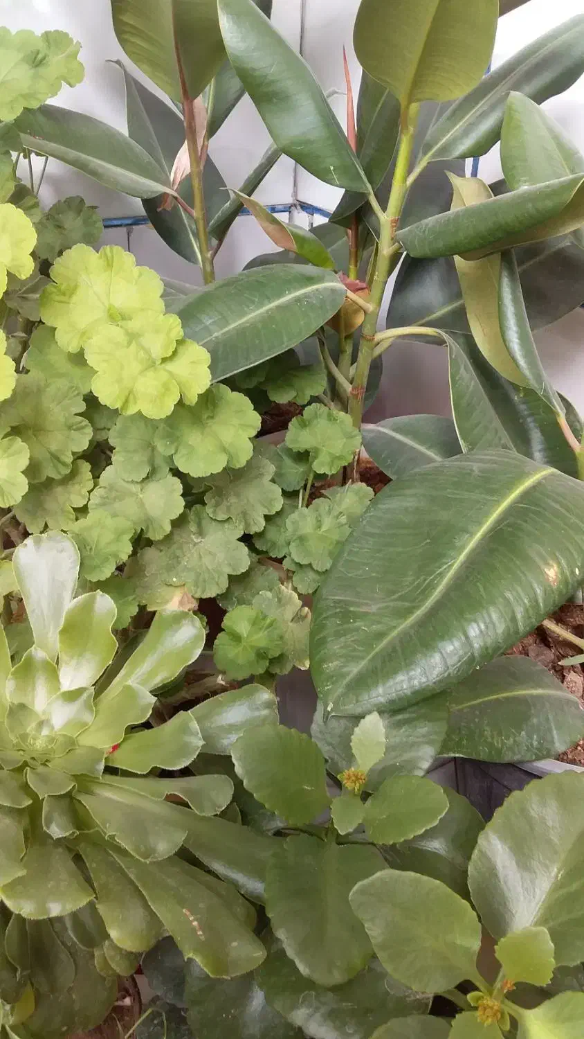 گل خانگی و آپارتمانی|گل و گیاه طبیعی|کیار, |دیوار