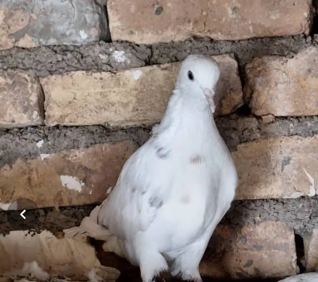 فروش کفتر|پرنده|فریدونشهر, |دیوار