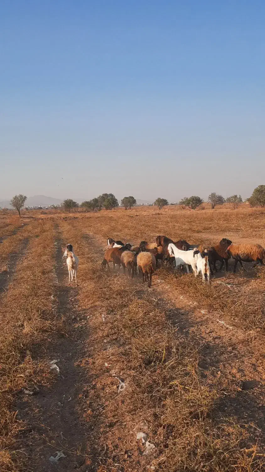 ۶راس میش چال ۳راس بز با بزغاله ۱راس نربز|حیوانات مزرعه|تاکستان, |دیوار