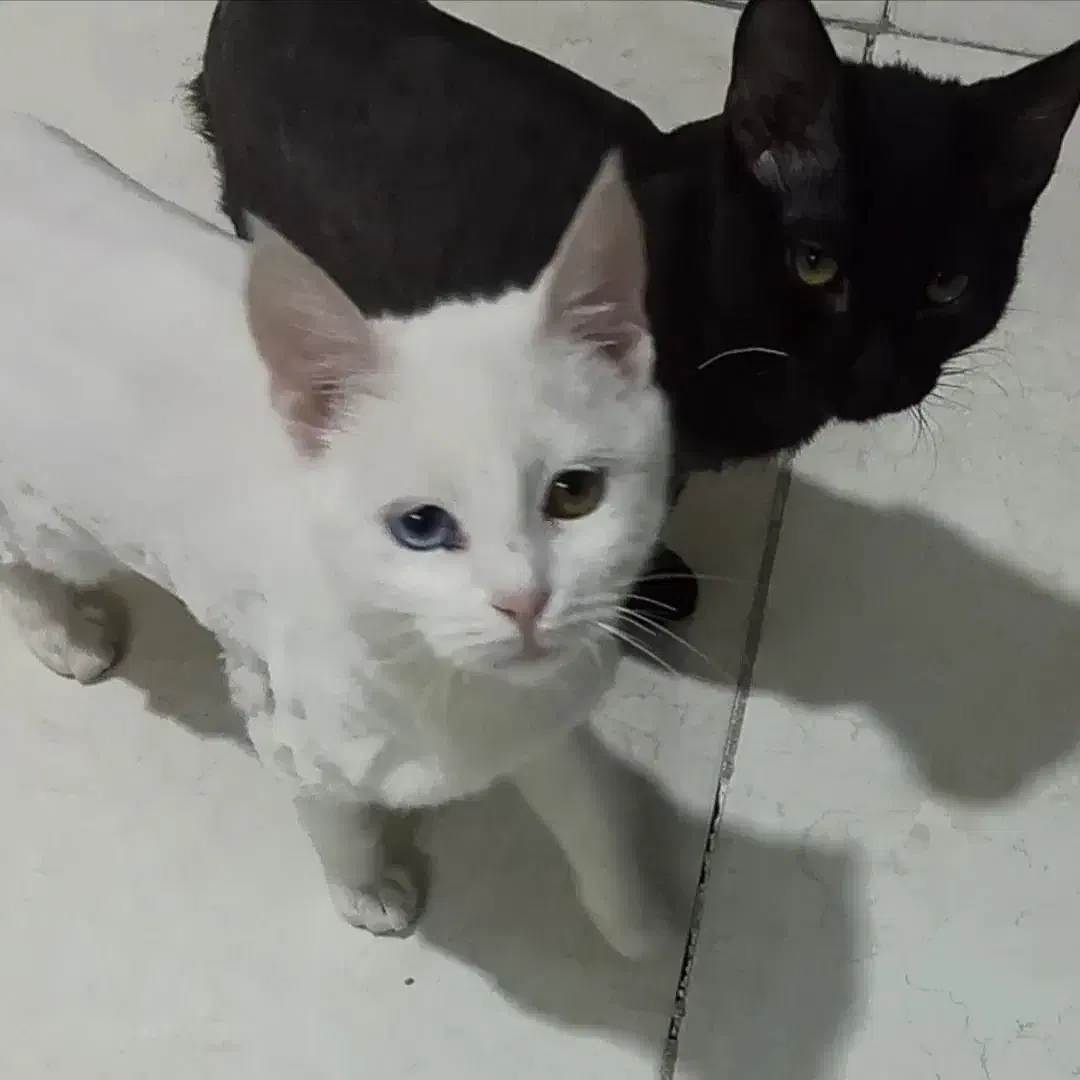 گربه چشم دو رنگ انگورا|گربه|مشهد, توس (بلوار توس)|دیوار