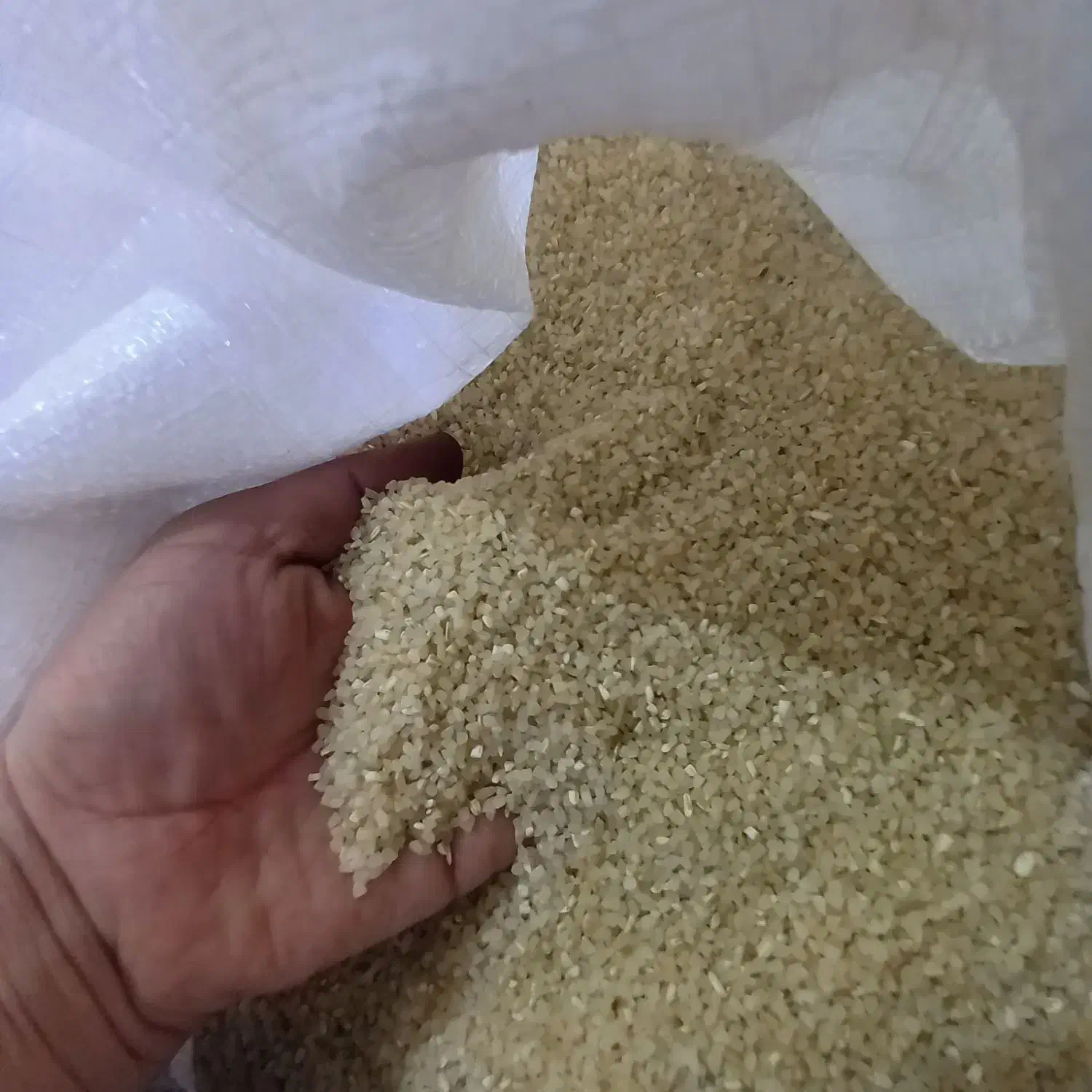 برنج نیم دانه کامفیروز  درجه یک تمیز|خوردنی و آشامیدنی|آباده, |دیوار