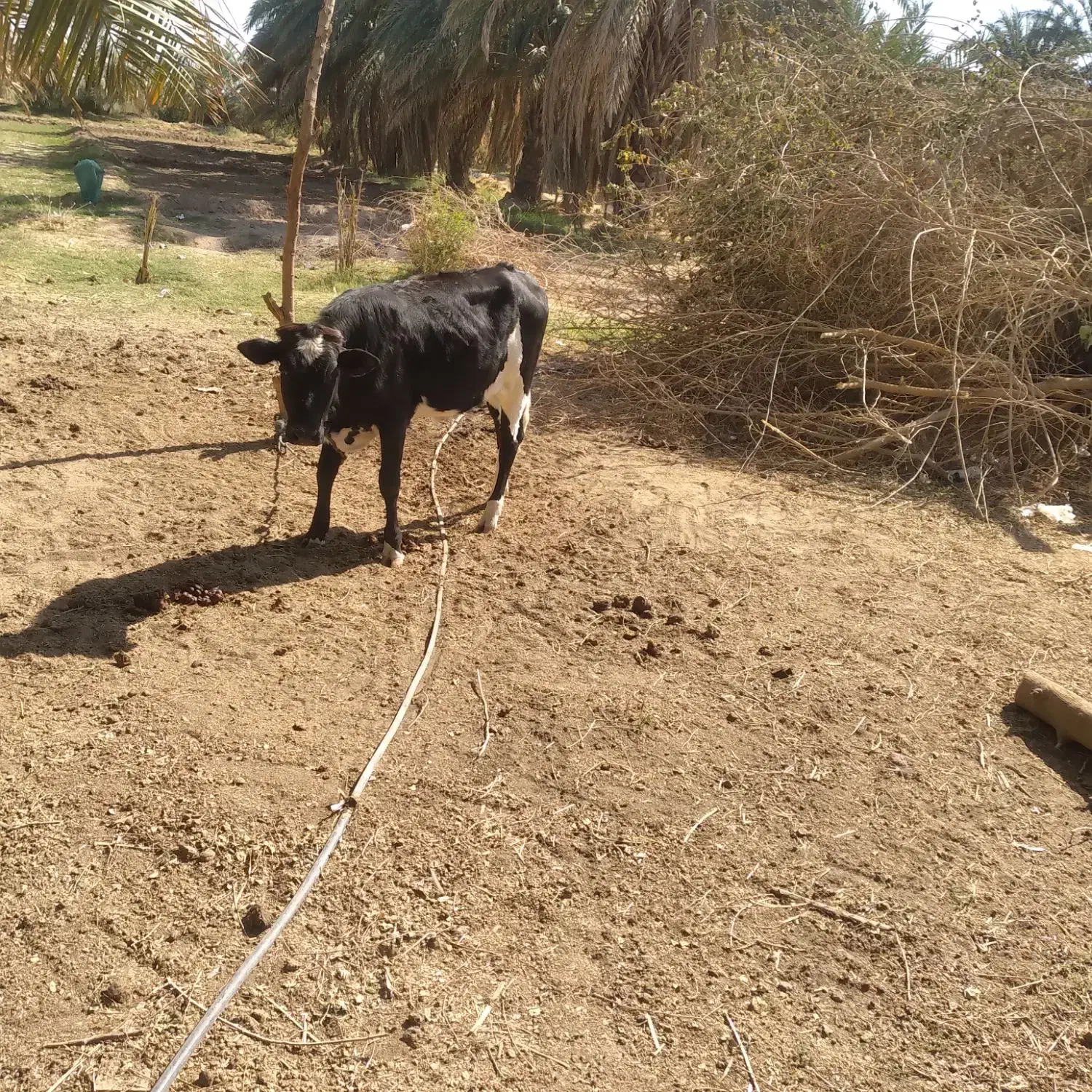 گاو محلی جنس اصل|حیوانات مزرعه|ایرانشهر, |دیوار