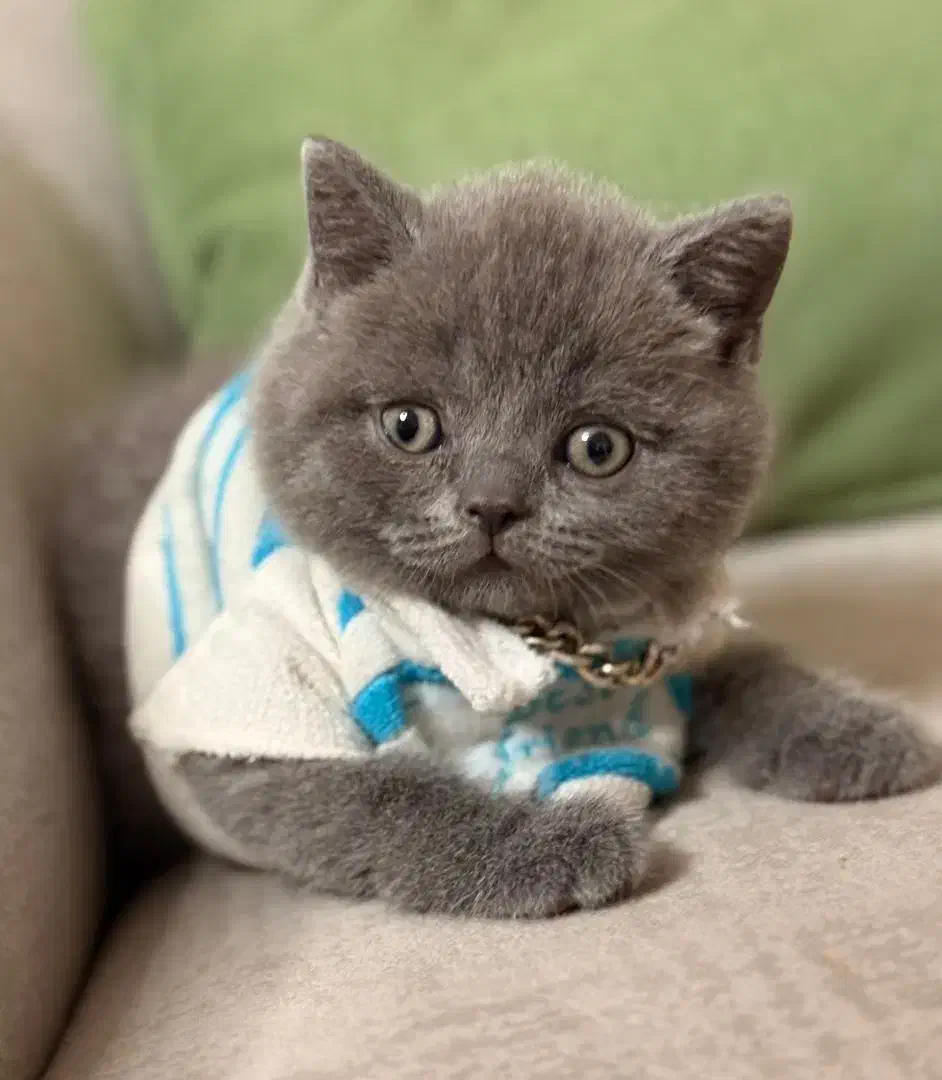 جفت گیری|گربه|رودهن, |دیوار