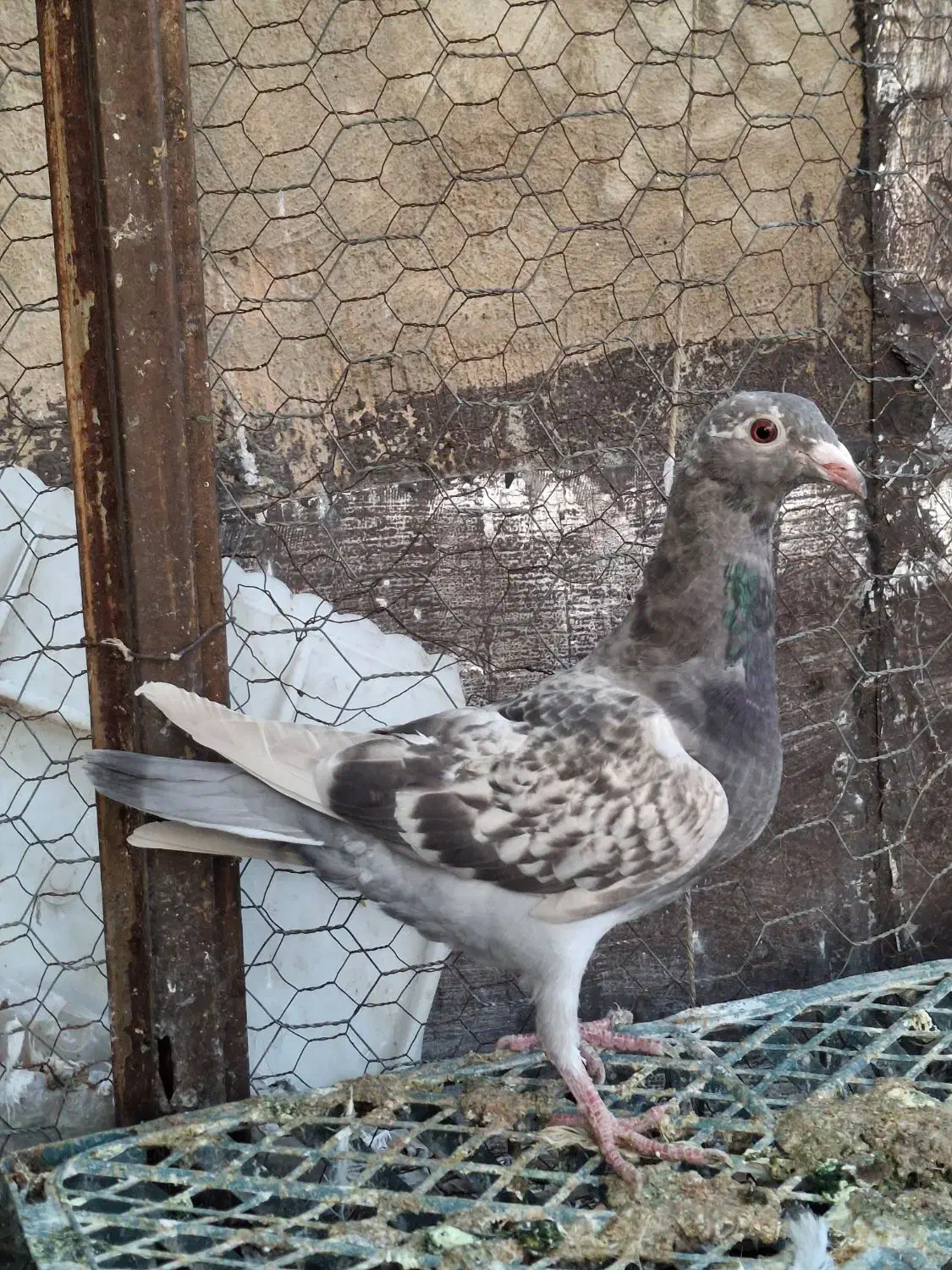 جوانه پلاکی ۱۶۵|حیوانات|همدان, |دیوار