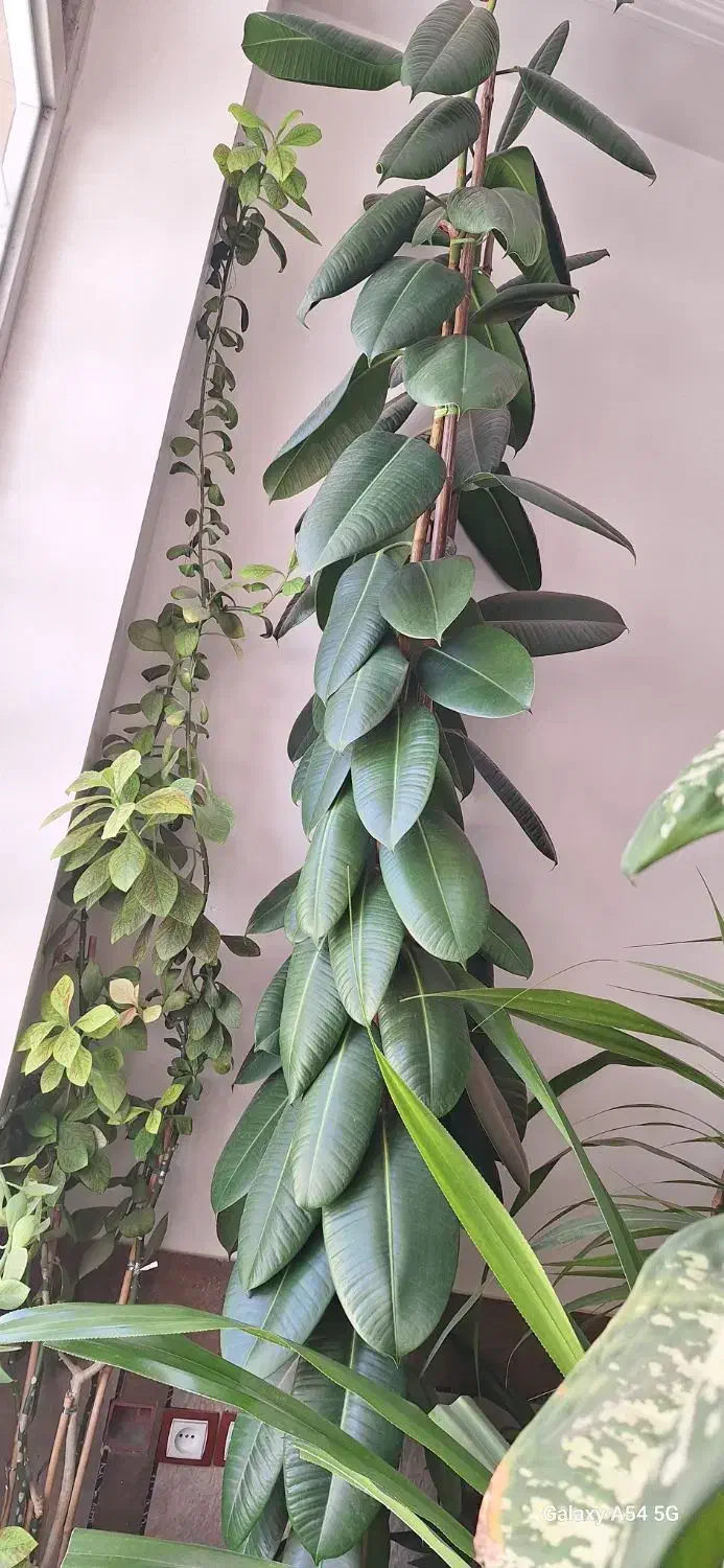 فروش گل وگیاه|گل و گیاه طبیعی|شیراز, کوشک میدان|دیوار