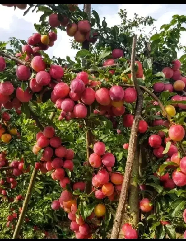 جان خاک|خدمات باغبانی و درختکاری|چورزق, |دیوار