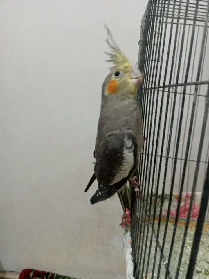 عروس هلندی (جفت) سالم ( هر دو فقط ۹۰۰ هزار تومان)|پرنده|مرند, |دیوار