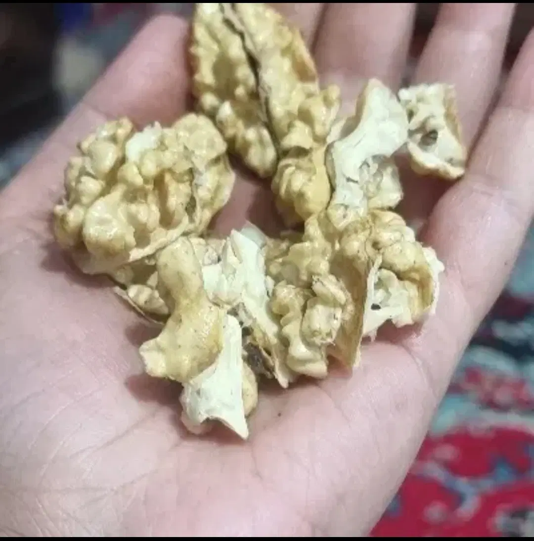 گردو تر|خوردنی و آشامیدنی|نورآباد ممسنی, |دیوار