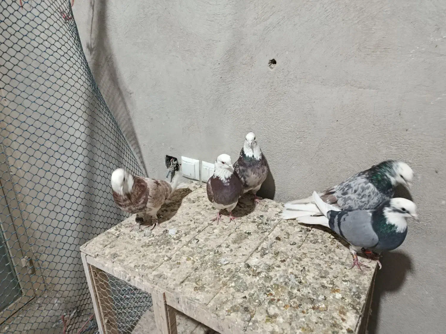 پنج عدد هما سرور درجه یک|پرنده|کمیجان, |دیوار