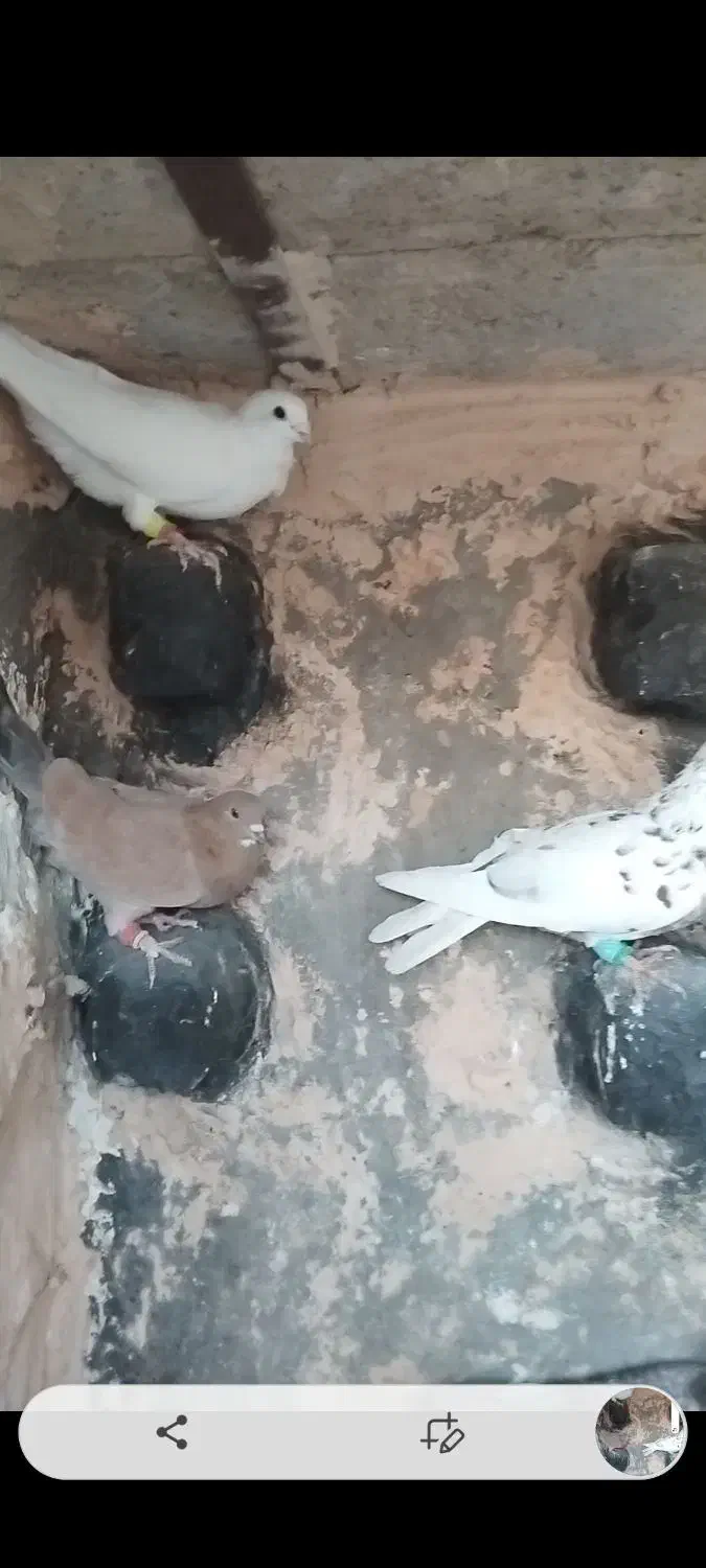 ۱۱ تا دونه ۲۰۰ دوتا هفت رنگ کاکولی ۸۰۰|پرنده|خوشاب, |دیوار