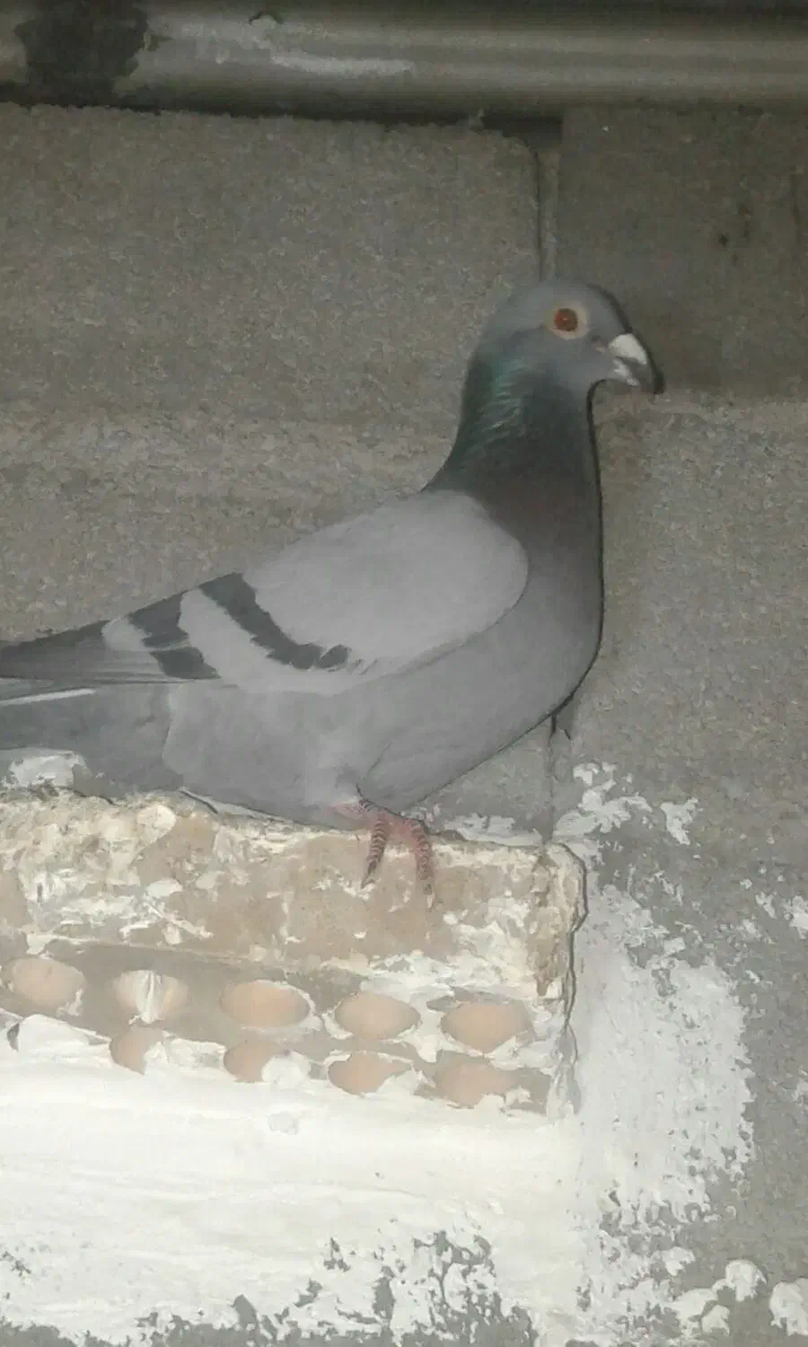 کبوتر|پرنده|مسجد سلیمان, |دیوار