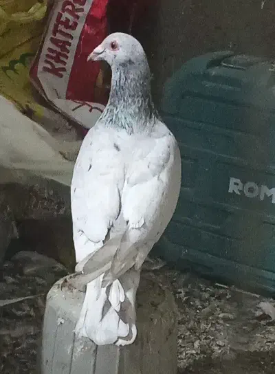 کوهی گرفتنی نر|پرنده|شوشتر, |دیوار