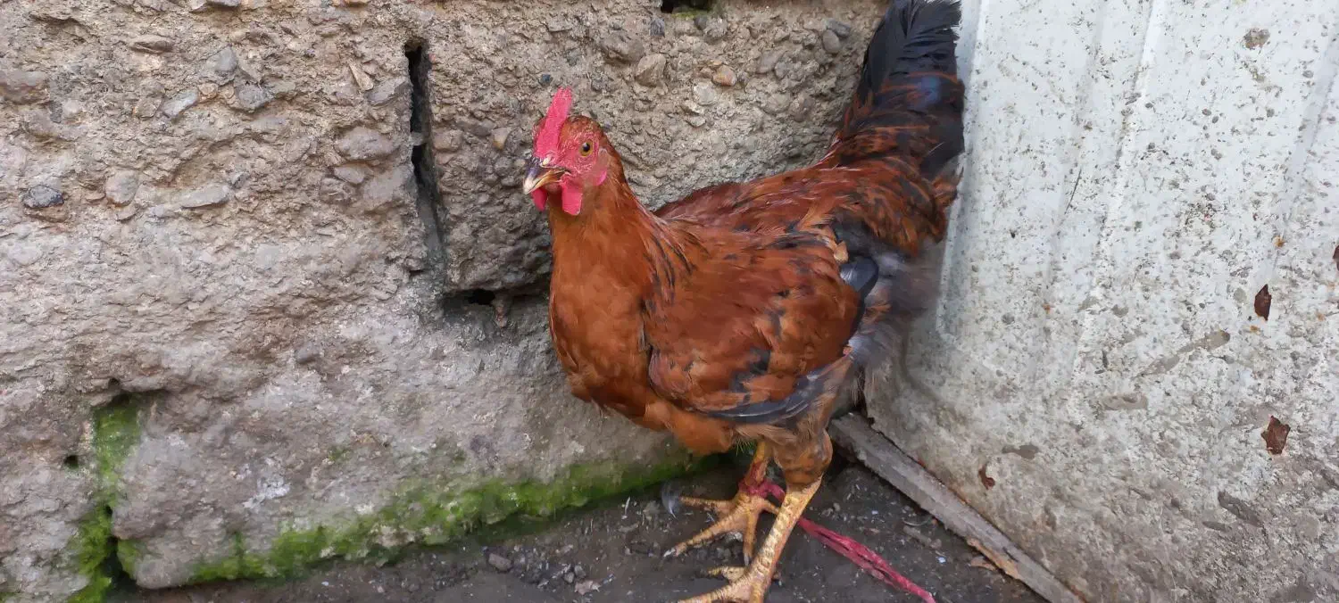 10عدد خروس های جوان وآواز خوان محلی|حیوانات مزرعه|رشت, بوسار|دیوار