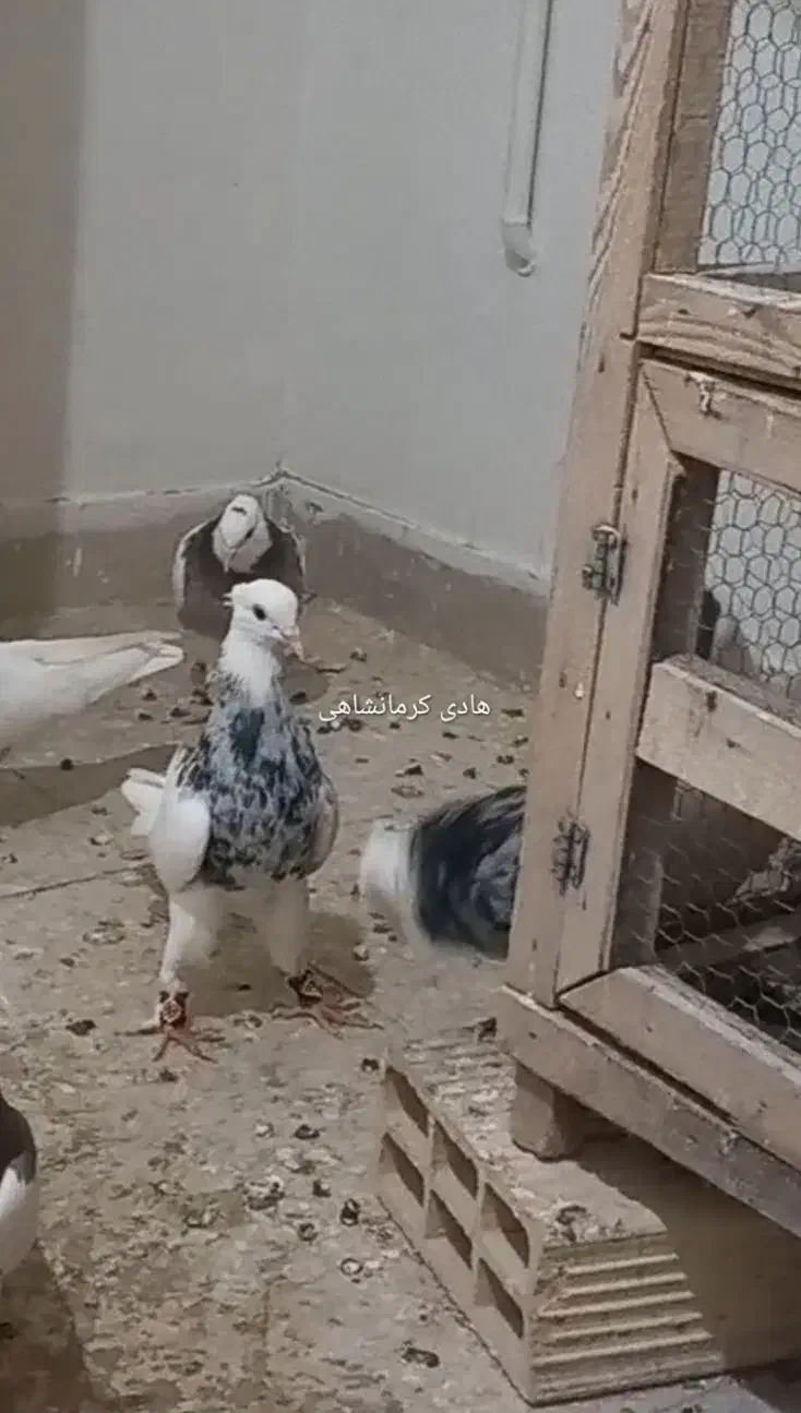 طوقی|پرنده|کرج, کوی کارمندان شمالی|دیوار