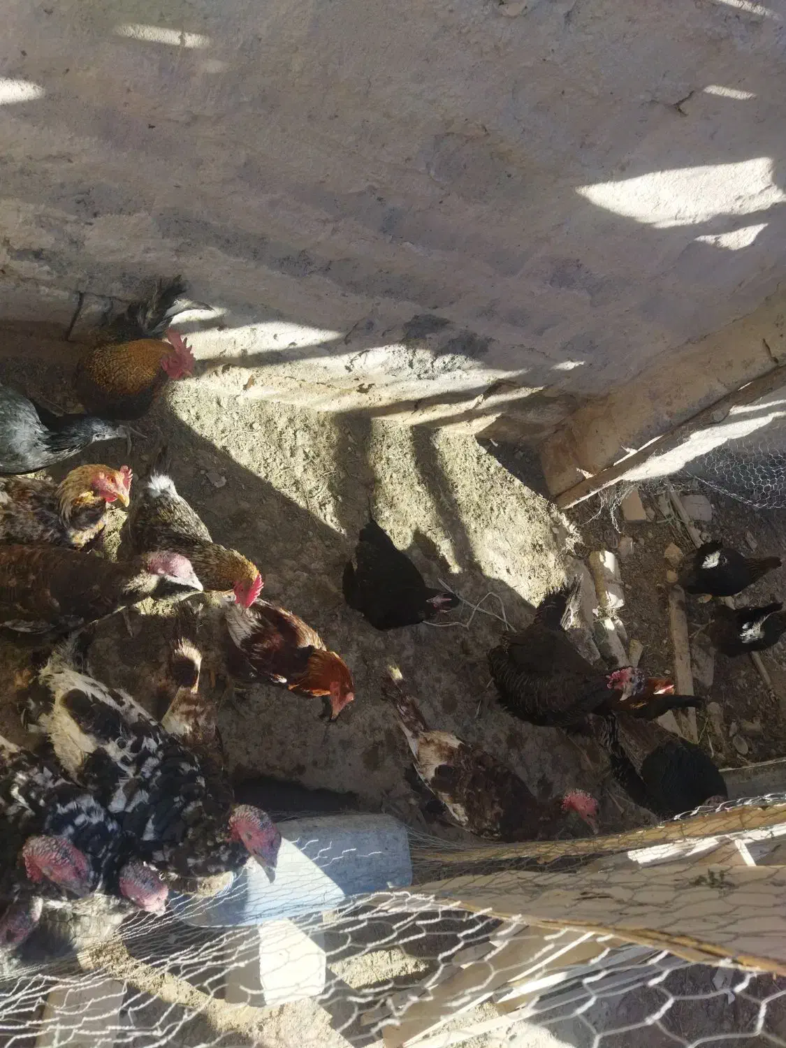 تعدادی بوقلمون|حیوانات مزرعه|کرمان, |دیوار