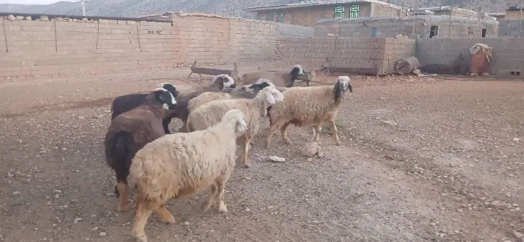 میش|حیوانات مزرعه|میمند, |دیوار