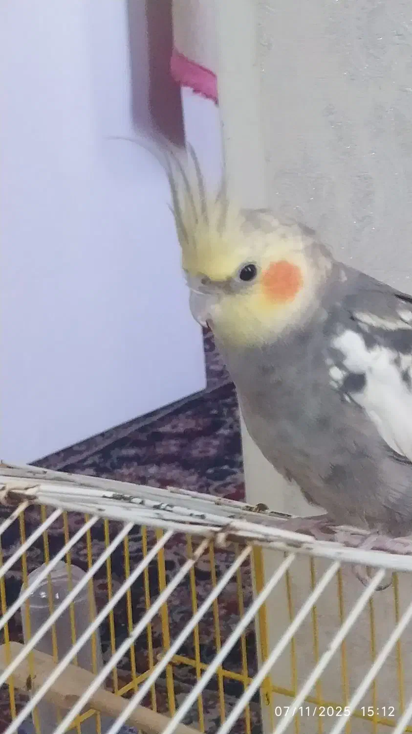 یک عدد عروس هلندی|پرنده|کرج, شهرک شهرداری|دیوار