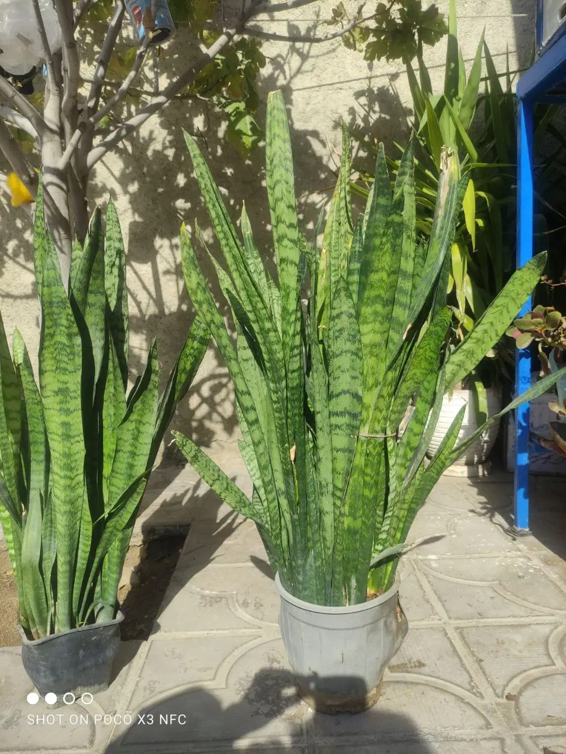 فروش گل های زیبا|گل و گیاه طبیعی|نورآباد ممسنی, |دیوار