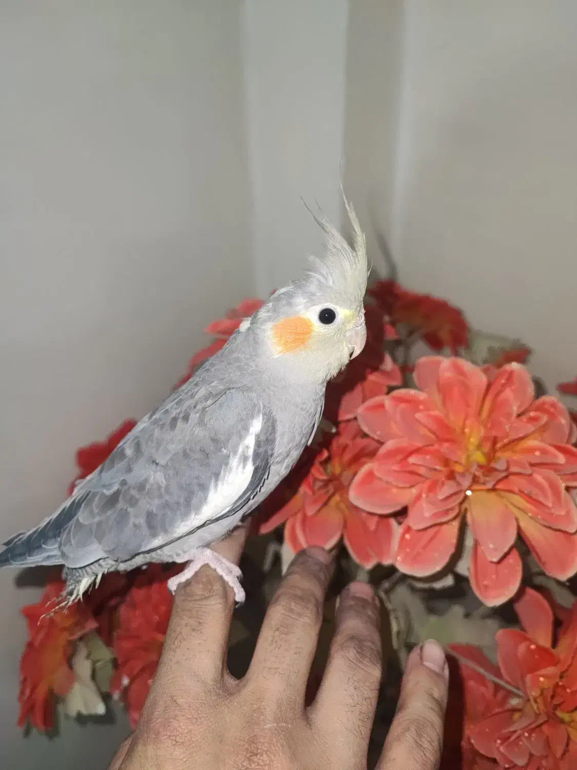 سه تا جوجه عروس هلندی|پرنده|دورود, |دیوار