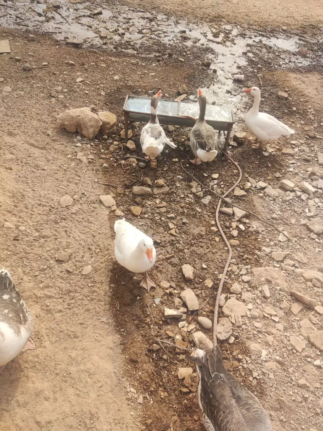 غازمحلی|حیوانات مزرعه|مسجد سلیمان, |دیوار