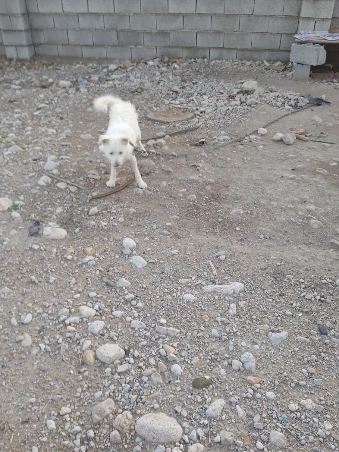 سگ پشمی|سگ|بندرعباس, |دیوار