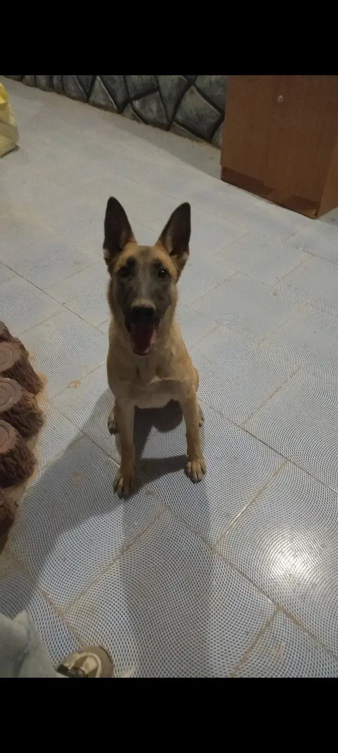 سگ مالینیوز|سگ|بیرجند, |دیوار