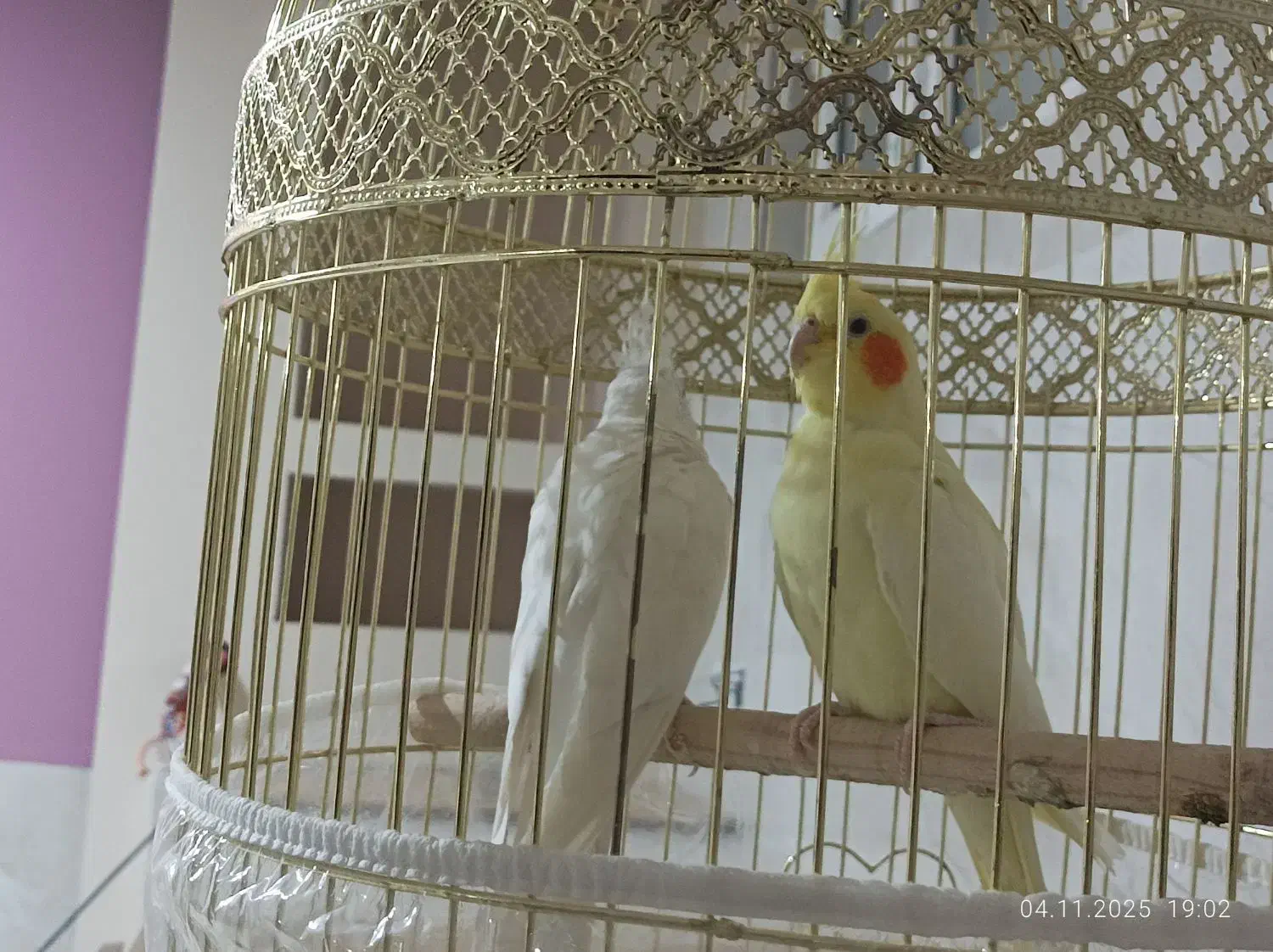 عروس هلندی|پرنده|ایرانشهر, |دیوار