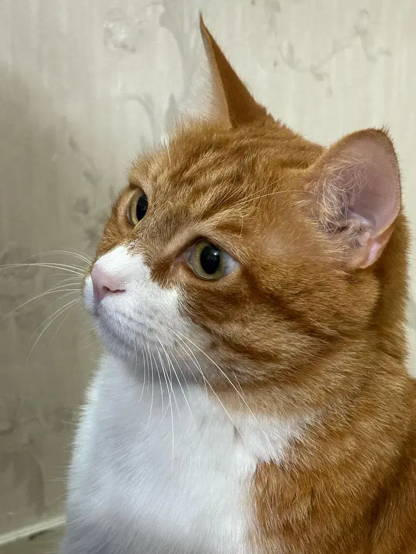 گربه نر ۶ساله|گربه|تهران, افسریه جنوبی|دیوار