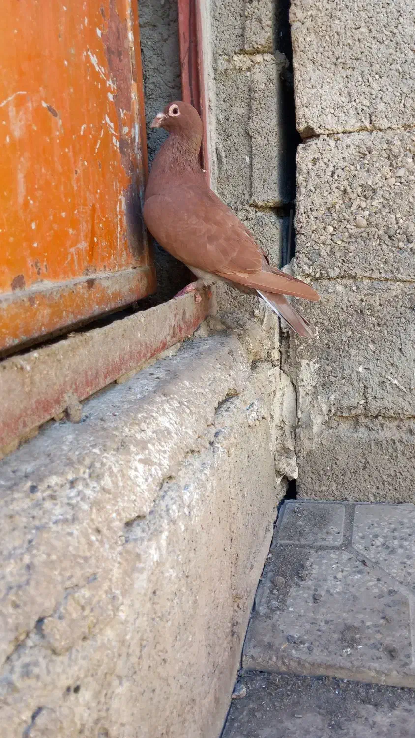 کبوتر سرخ کرمانی نر|پرنده|گنبد کاووس, |دیوار