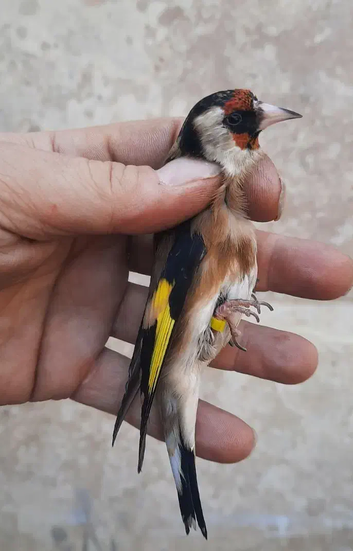 سهره نر خرم آباد|پرنده|فردیس, شهرک راه آهن|دیوار