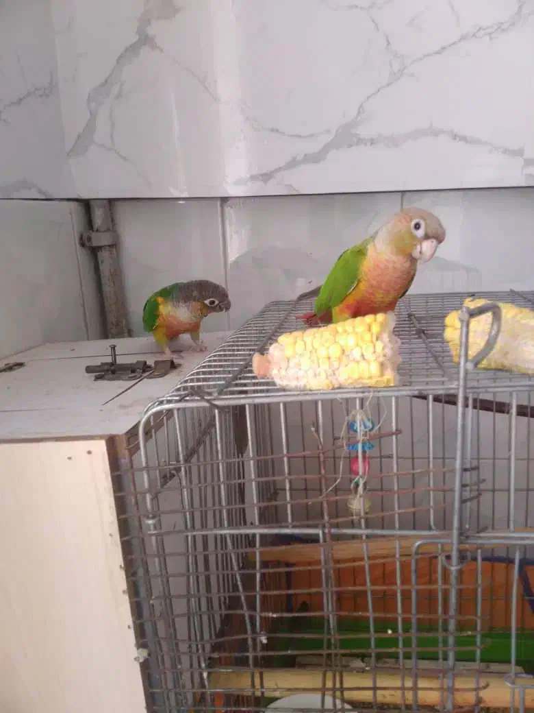 طوطی گرینچک مولد|پرنده|شهریار, شهرک امیریه|دیوار