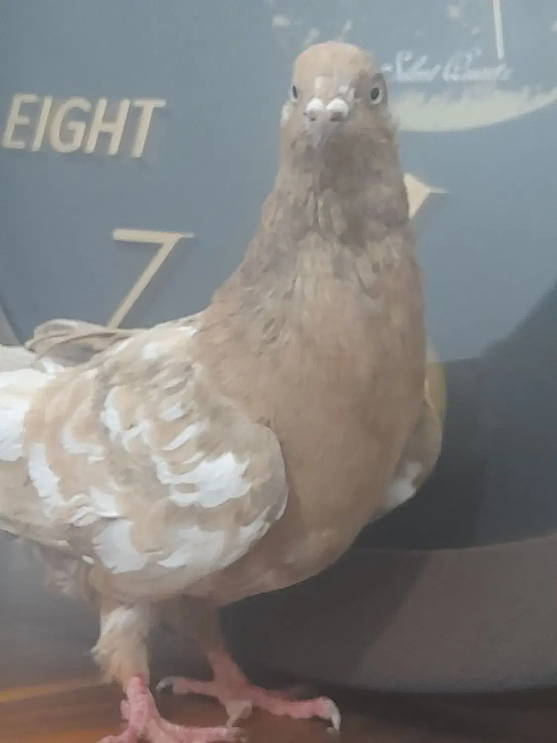 کبوتر کله ای|پرنده|امیدیه, |دیوار