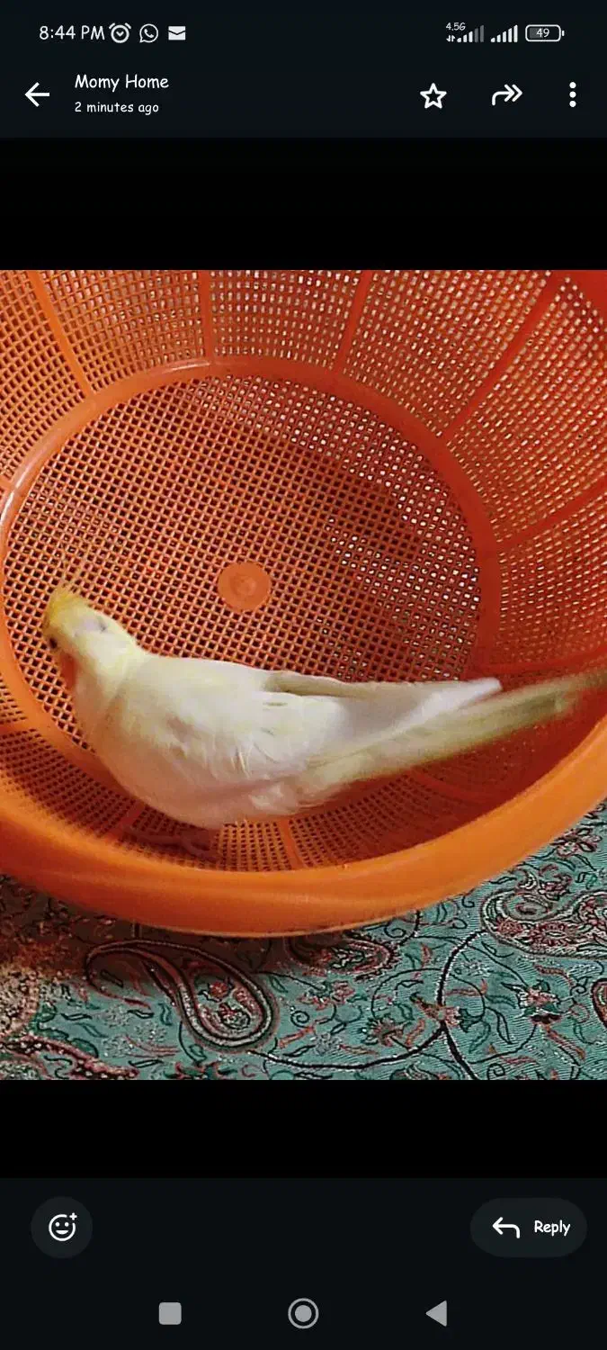 عروس هلندیم گم شده|حیوانات|بروجرد, |دیوار