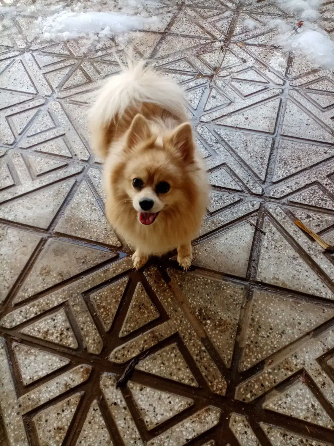 سگ پانامرا|سگ|جوین, |دیوار