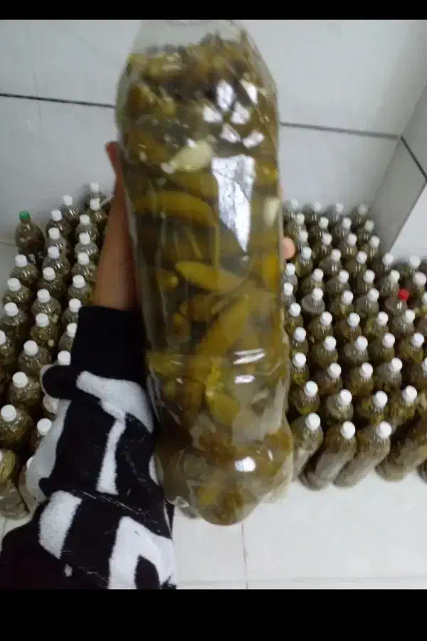 خیار شور تازه وابغوره  ب صورت کیلو وعمده|خوردنی و آشامیدنی|جوانرود, |دیوار