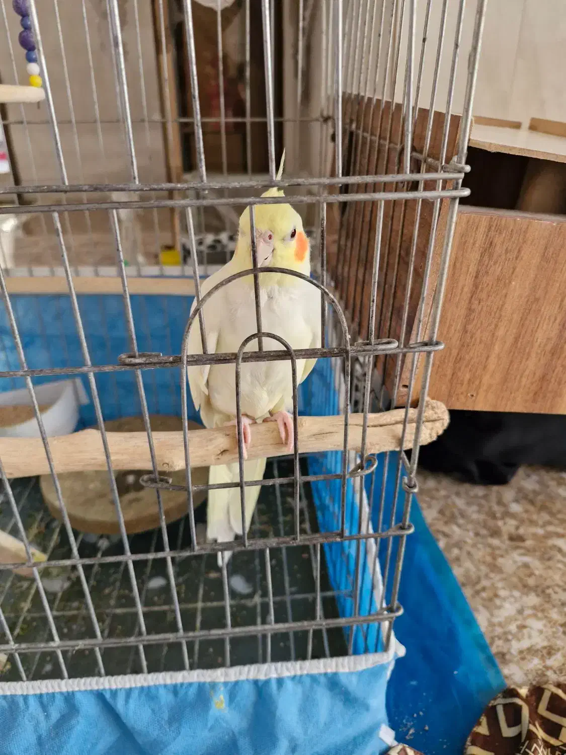 یا جفت عروس هلندی|پرنده|خمینیشهر, |دیوار