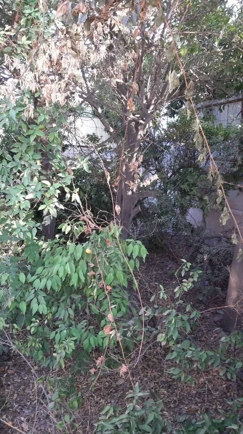 هرس درختان|خدمات باغبانی و درختکاری|گنبد کاووس, |دیوار