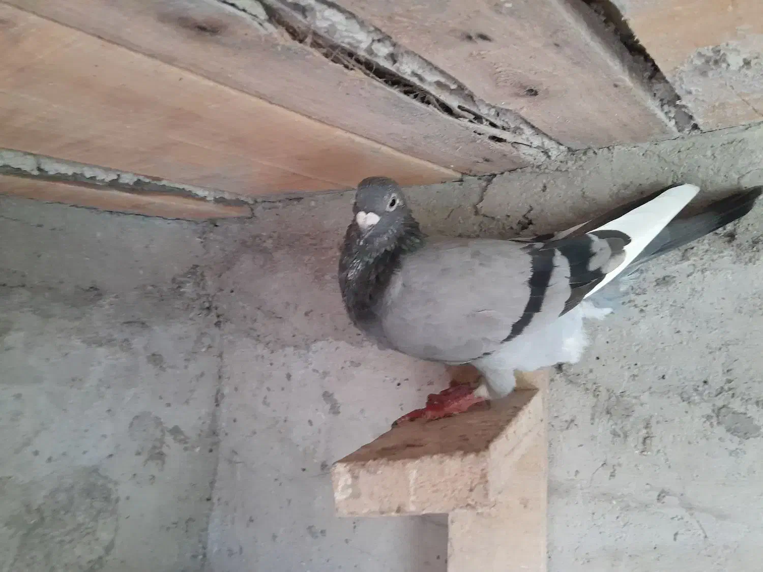 کبوترپلاکی اصلی|پرنده|فومن, |دیوار